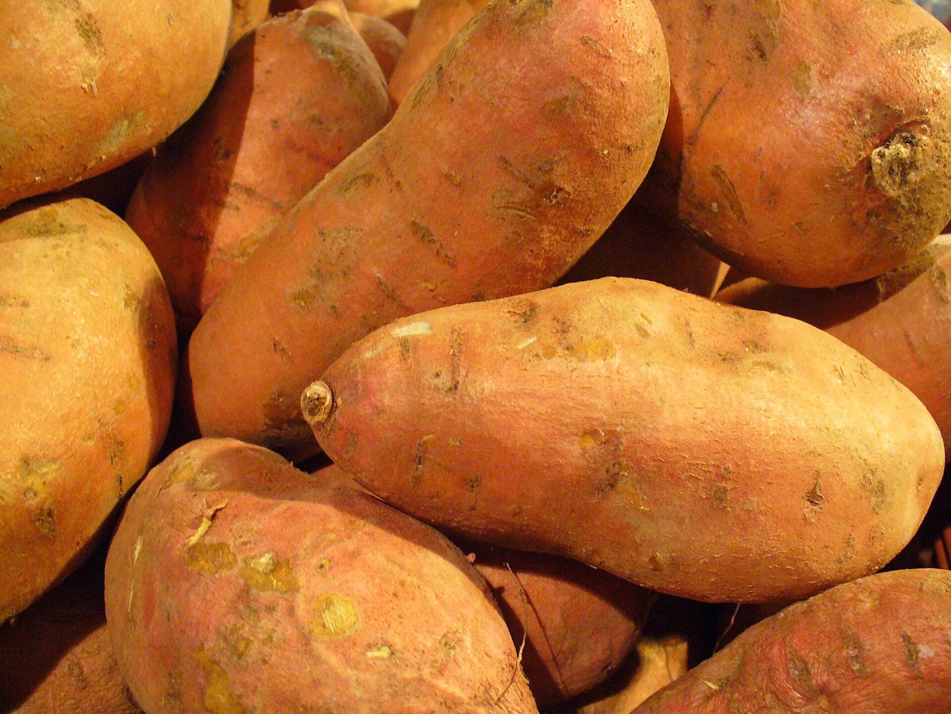 Imagem de referência relacionada a batata-doce, item descrito como espécie de planta