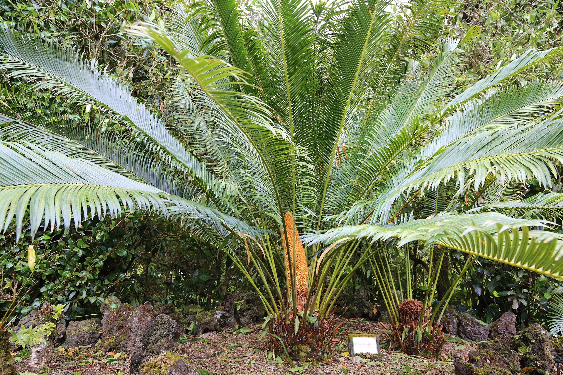 Imagem de referência relacionada a Cycas chevalieri, item descrito como espécie de planta