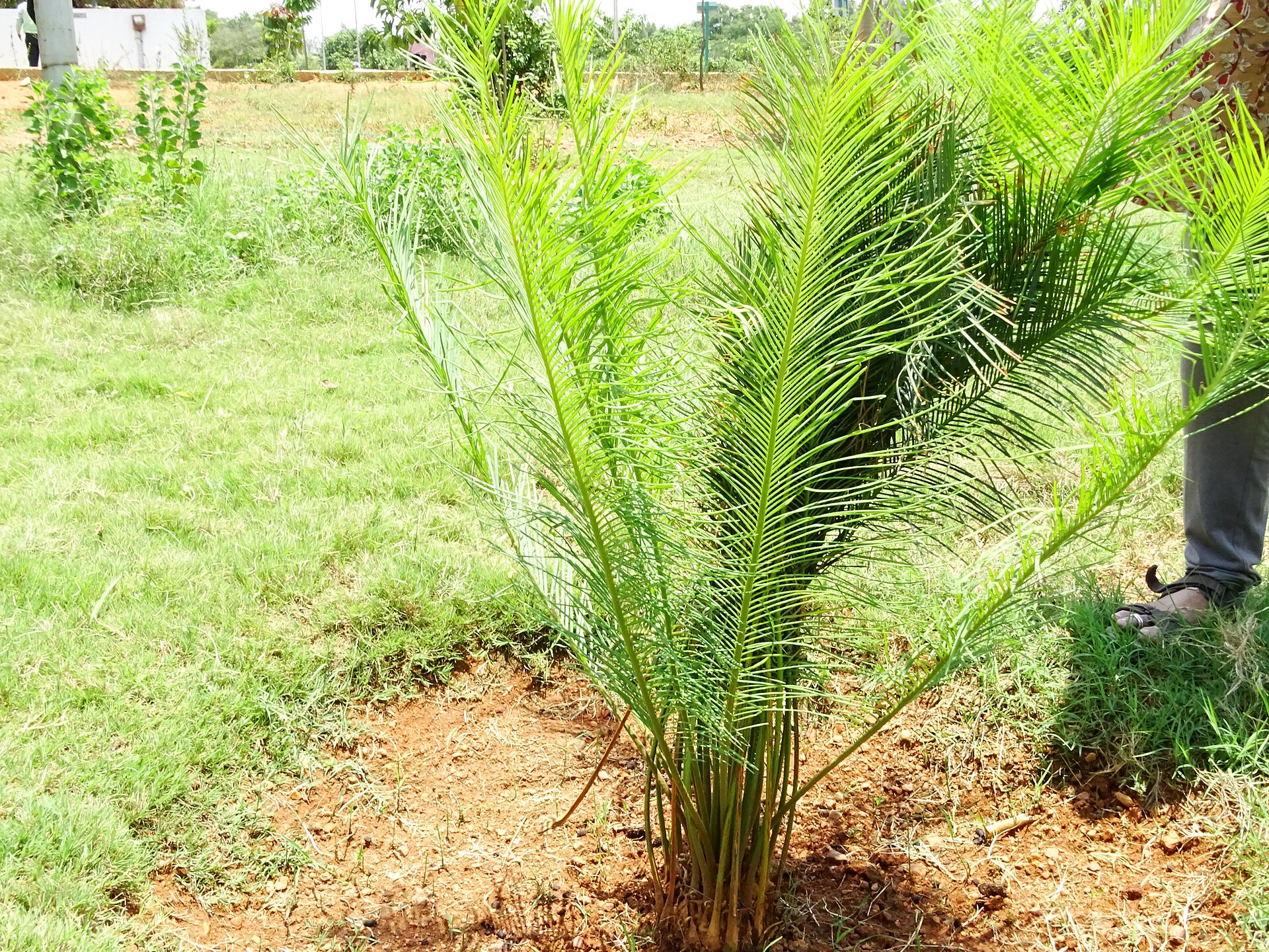 Imagem de referência de Cycas beddomei, descrito nos dados abertos como espécie de planta