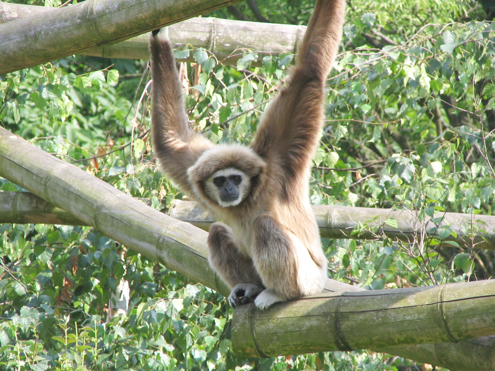 Imagem de referência relacionada a Hominoidea, item descrito como superfamília de primatas