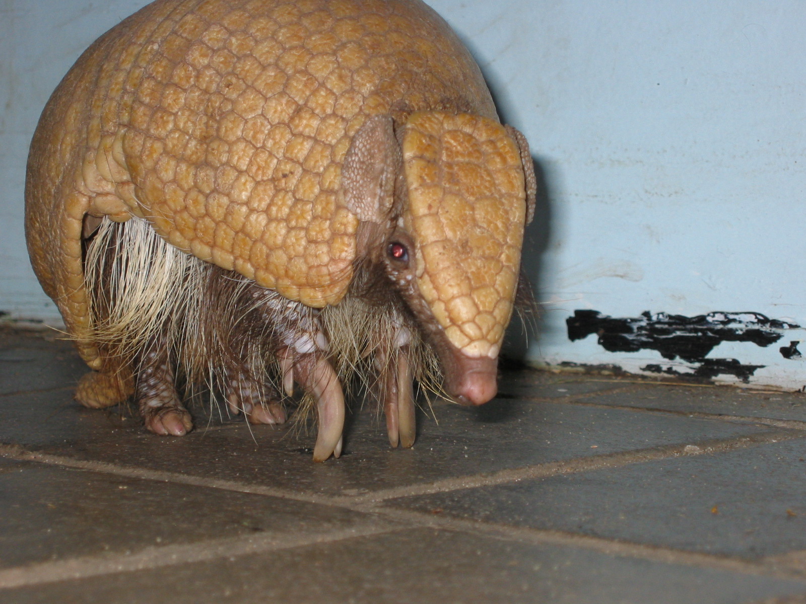 Imagem de referência relacionada a Tatu-bola-da-caatinga, item descrito como espécie de mamífero