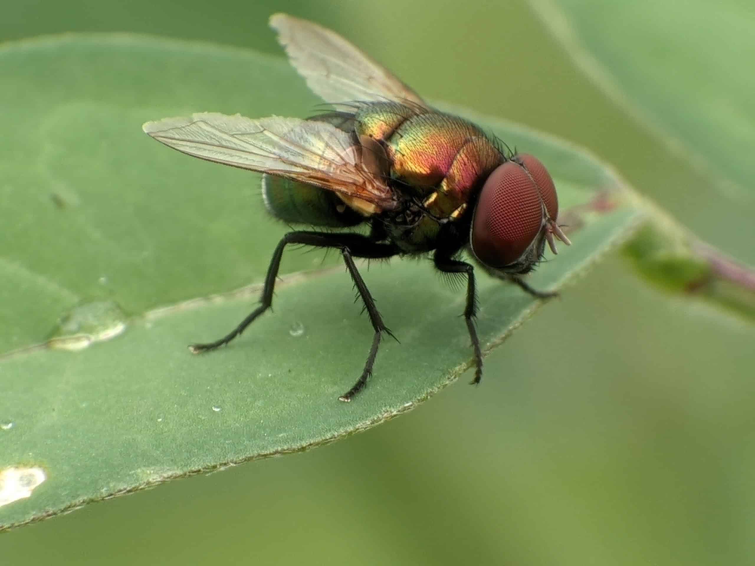 EUA ampliam vigilância após detectar mosca-da-bicheira em animal selvagem