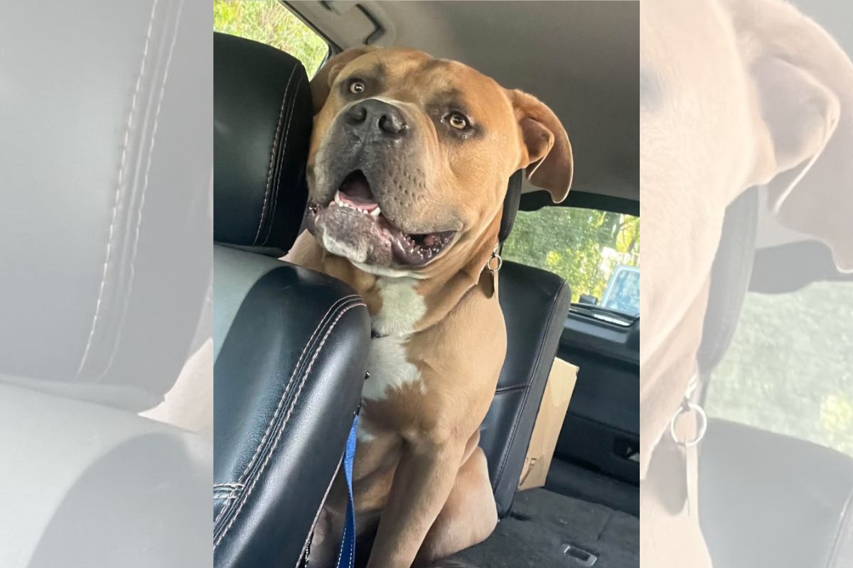 Vítima de maus-tratos, pitbull de 54 kg emociona protetores durante resgate