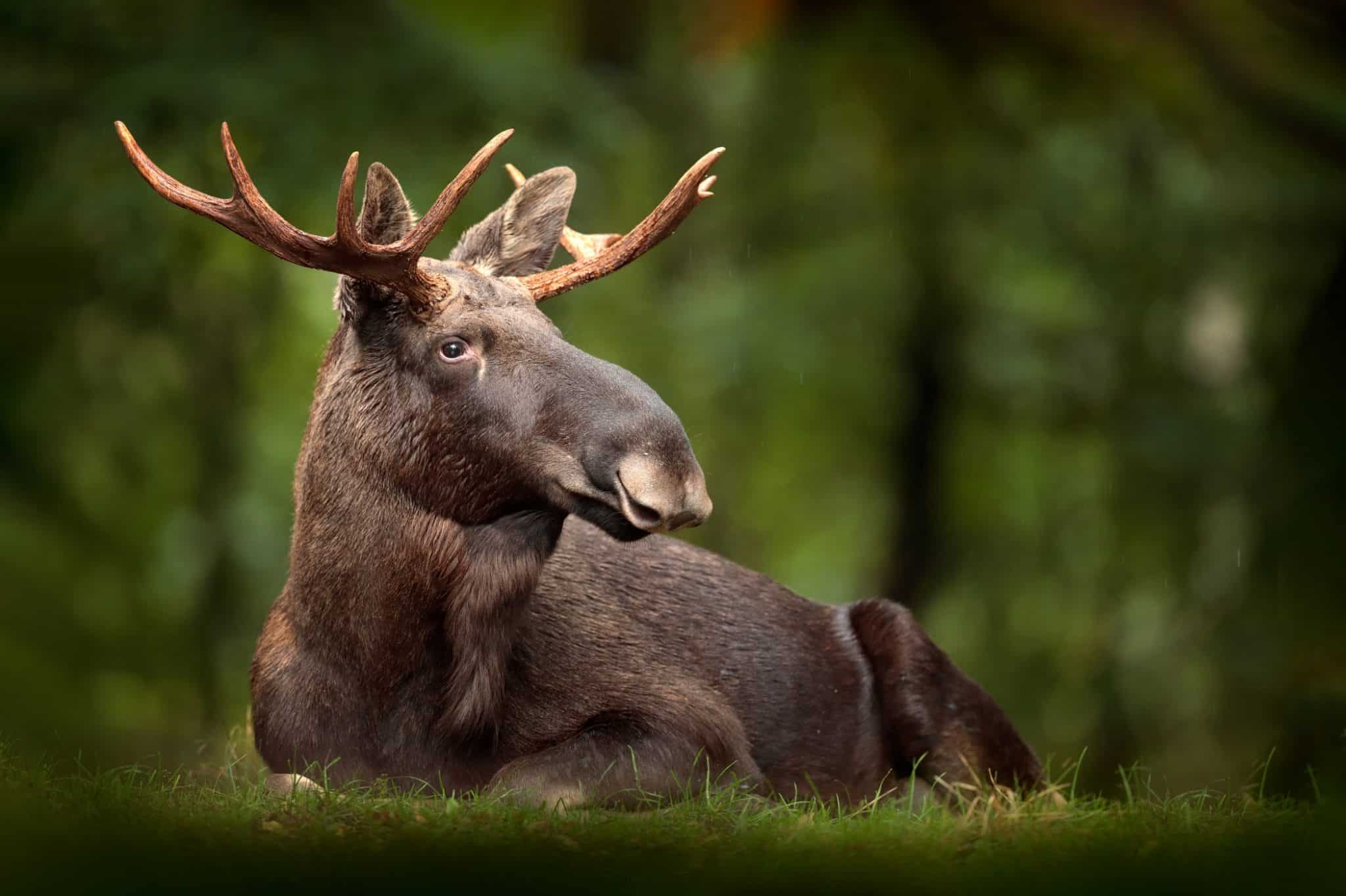 Imagem da matéria: EUA ampliam vigilância após detectar mosca-da-bicheira em animal selvagem