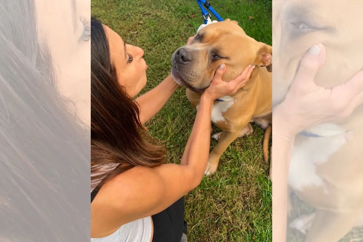 Imagem da matéria: Vítima de maus-tratos, pitbull de 54 kg emociona protetores durante resgate