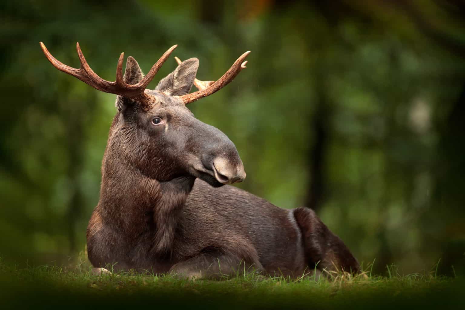 EUA ampliam vigilância após detectar mosca-da-bicheira em animal selvagem