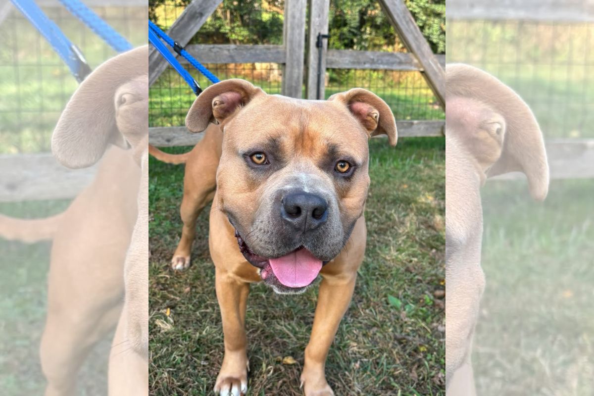 Vítima de maus-tratos, pitbull de 54 kg emociona protetores durante resgate