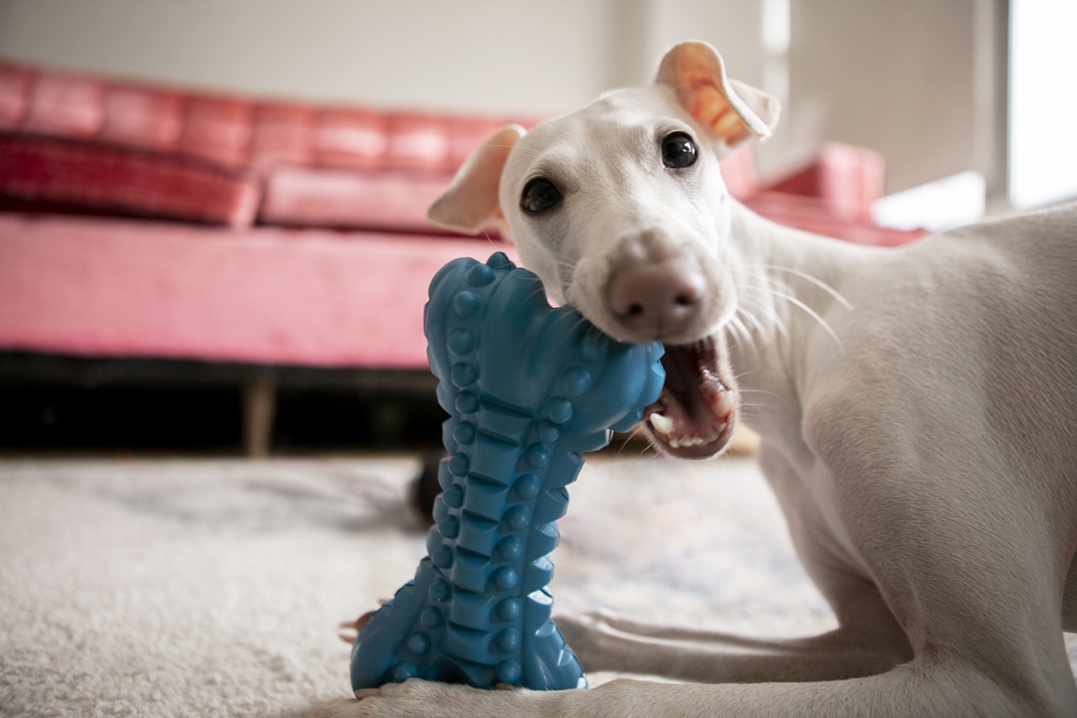 cachorro branco com mordedor azul