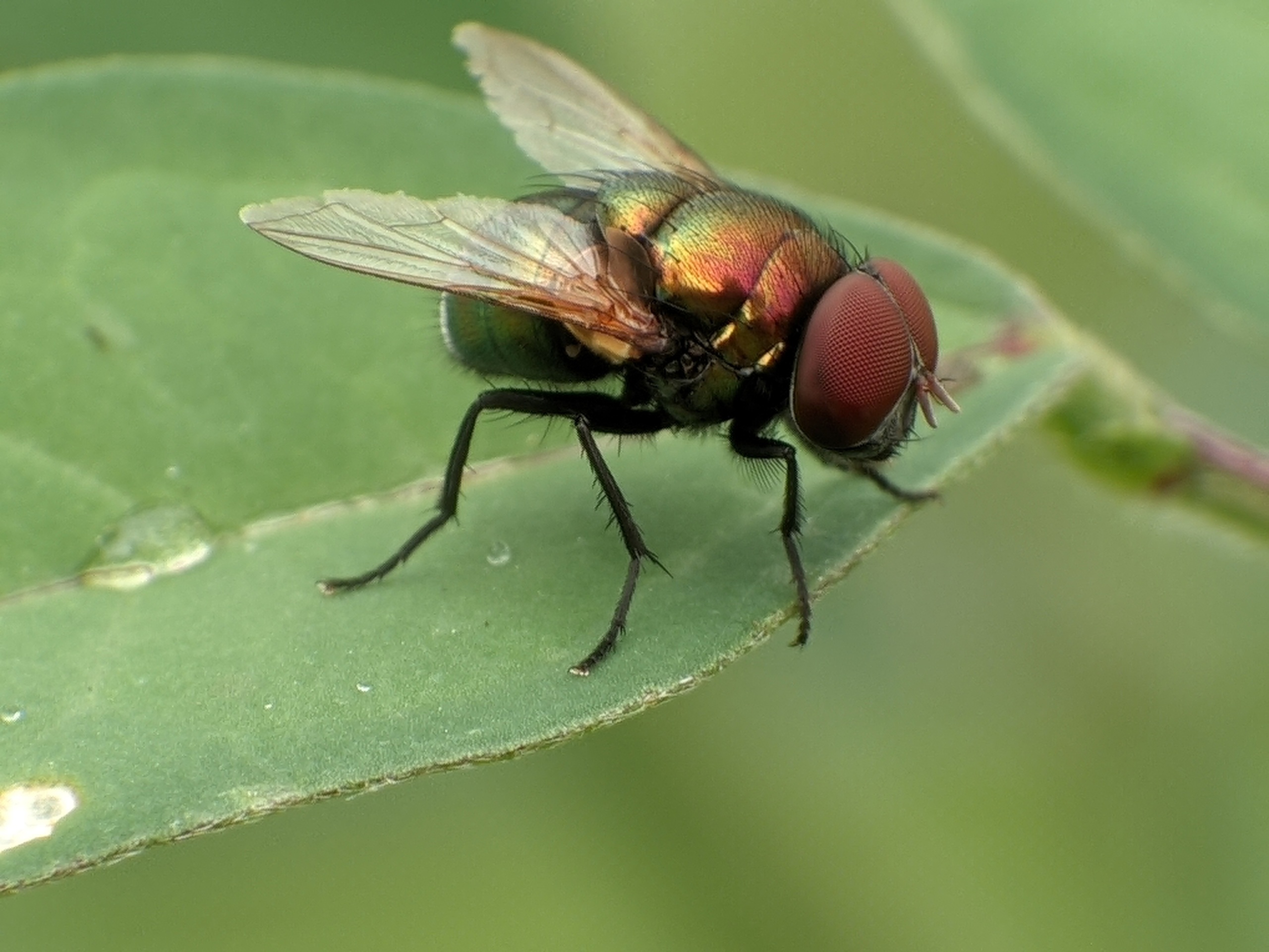 EUA ampliam vigilância após detectar mosca-da-bicheira em animal selvagem