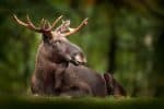 EUA ampliam vigilância após detectar mosca-da-bicheira em animal selvagem