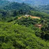 Hutan di Gunungkidul Jadi Sumber Pangan dan Penggerak Ekonomi Desa