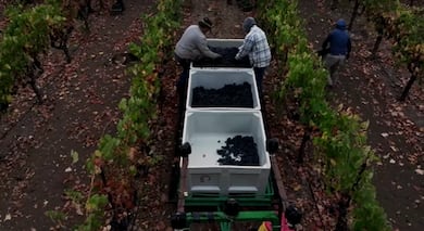 Crise no vinho dos EUA: por que produtores da Califórnia estão transformando uvas caras em adubo?