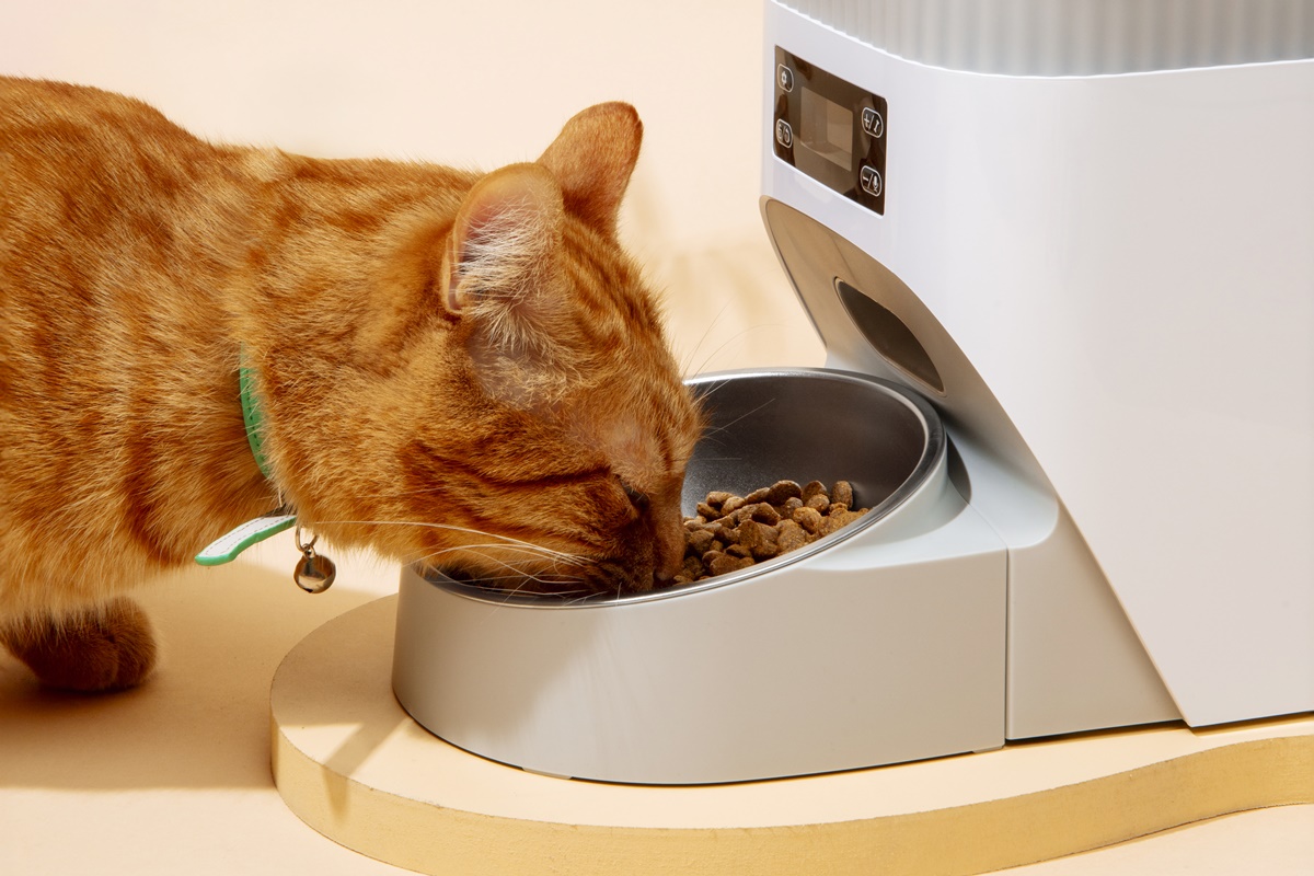 Imagem da matéria: Alimentador automático exige adaptação para evitar estresse nos pets